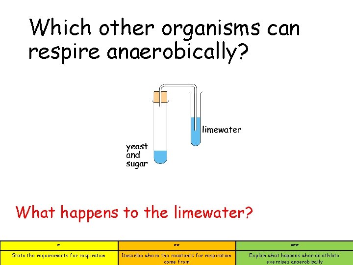 Which other organisms can respire anaerobically? What happens to the limewater? * ** ***