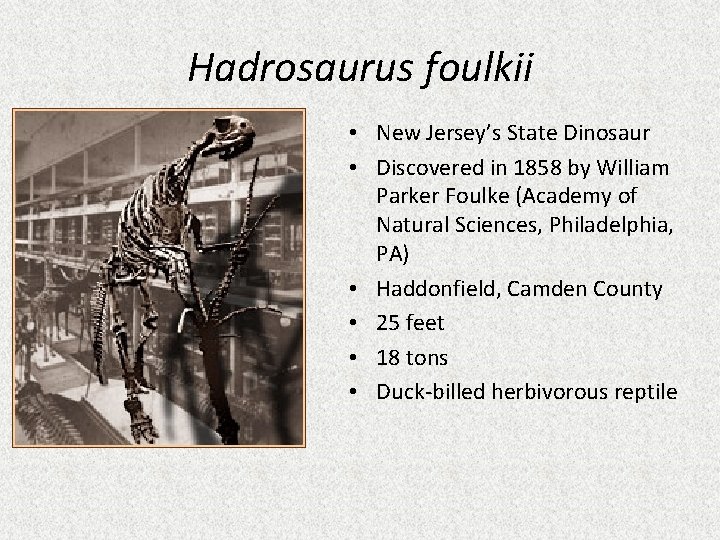 Hadrosaurus foulkii • New Jersey’s State Dinosaur • Discovered in 1858 by William Parker