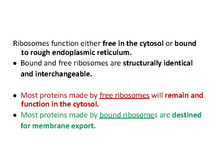 Ribosomes function either free in the cytosol or bound to rough endoplasmic reticulum. Bound