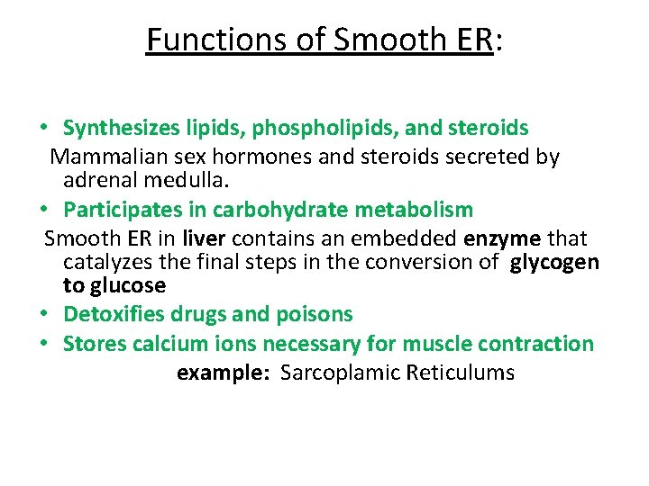 Functions of Smooth ER: • Synthesizes lipids, phospholipids, and steroids Mammalian sex hormones and