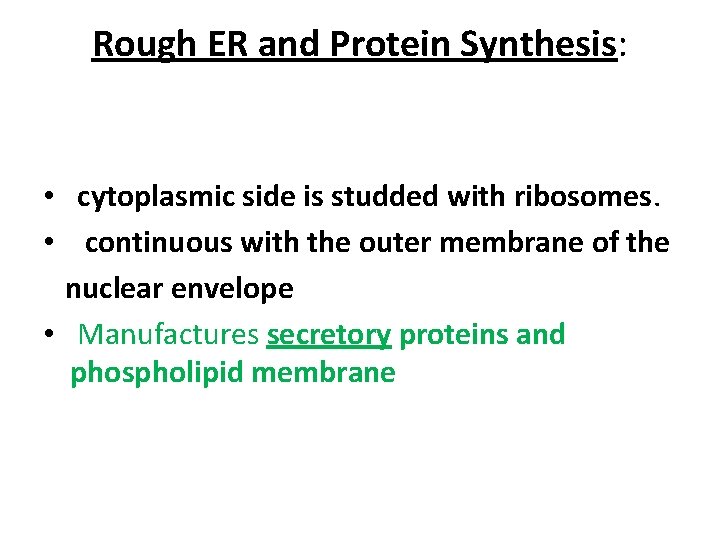 Rough ER and Protein Synthesis: • cytoplasmic side is studded with ribosomes. • continuous
