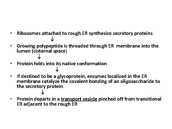 • Ribosomes attached to rough ER synthesize secretory proteins • Growing polypeptide is