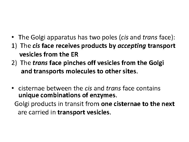  • The Golgi apparatus has two poles (cis and trans face): 1) The