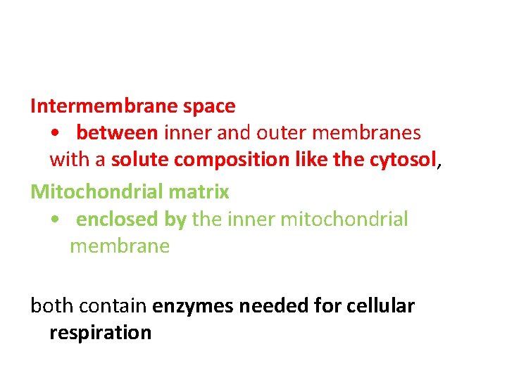 Intermembrane space • between inner and outer membranes with a solute composition like the