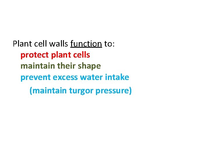 Plant cell walls function to: protect plant cells maintain their shape prevent excess water