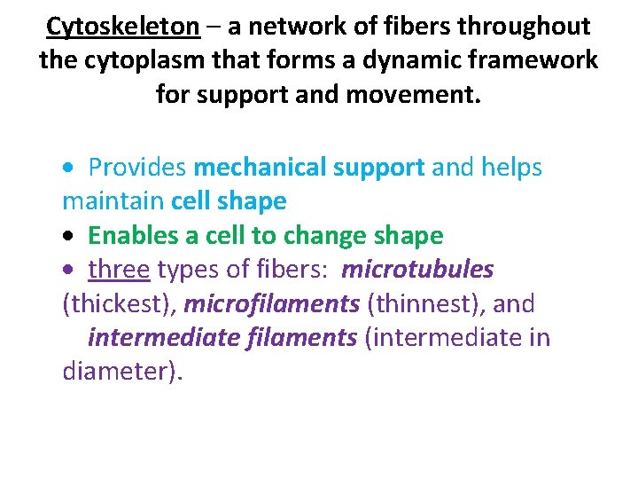 Cytoskeleton – a network of fibers throughout the cytoplasm that forms a dynamic framework