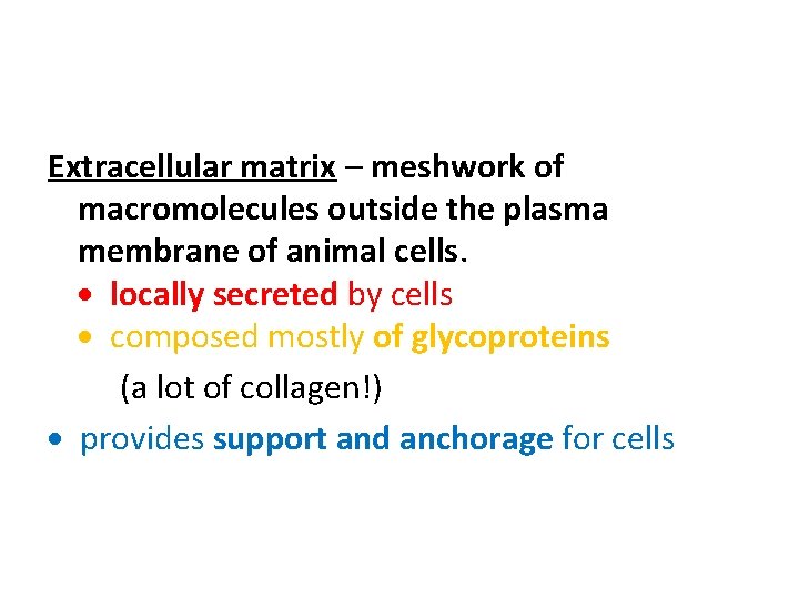 Extracellular matrix – meshwork of macromolecules outside the plasma membrane of animal cells. locally