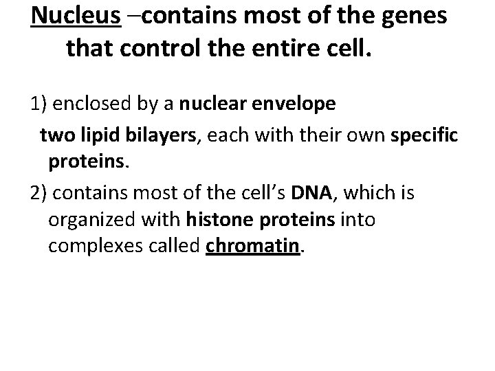 Nucleus –contains most of the genes that control the entire cell. 1) enclosed by