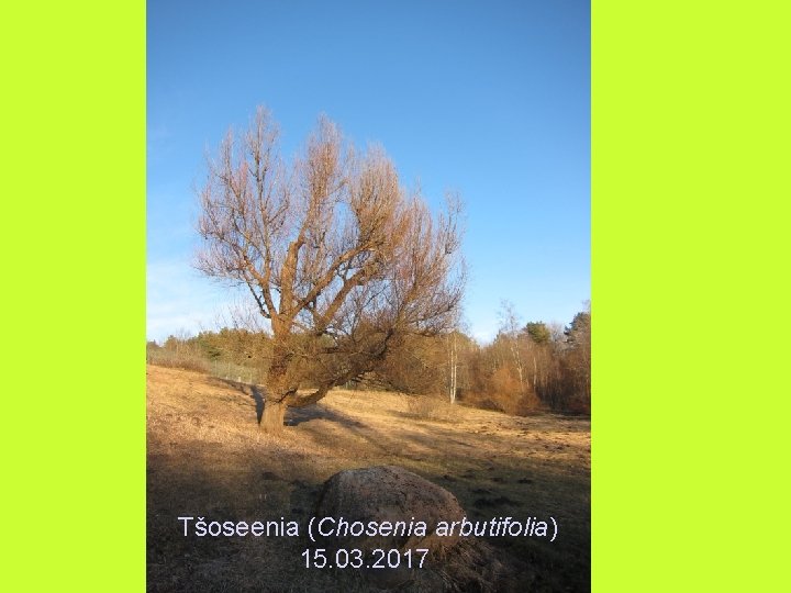 Tšoseenia (Chosenia arbutifolia) 15. 03. 2017 