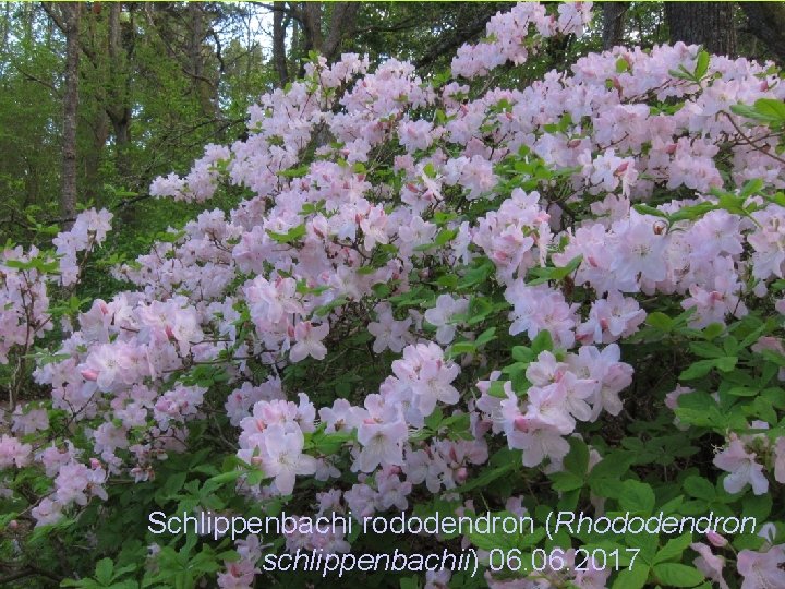Schlippenbachi rododendron (Rhododendron schlippenbachii) 06. 2017 