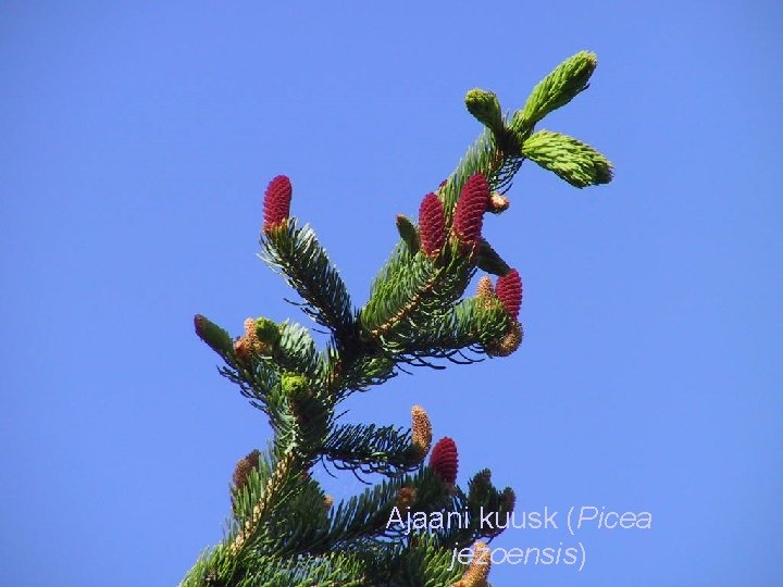 Ajaani kuusk (Picea jezoensis) 