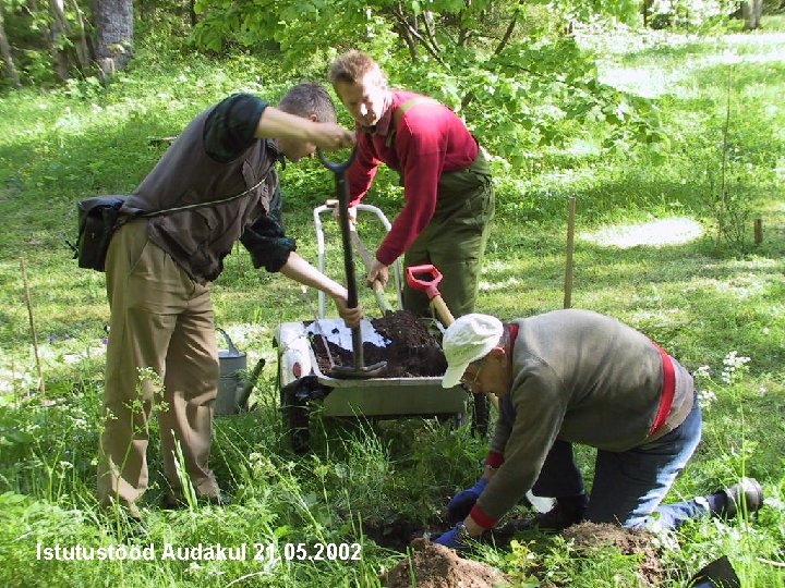 Istutustööd Audakul 21. 05. 2002 