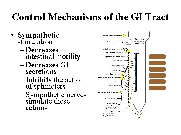 Control Mechanisms of the GI Tract • Sympathetic stimulation – Decreases intestinal motility –