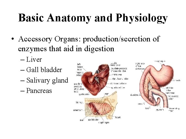 Basic Anatomy and Physiology • Accessory Organs: production/secretion of enzymes that aid in digestion