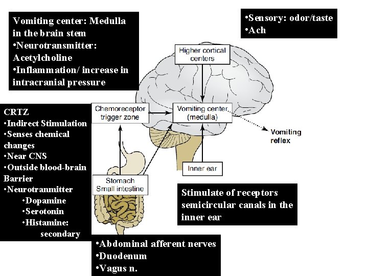  • Sensory: odor/taste • Ach Vomiting center: Medulla in the brain stem •