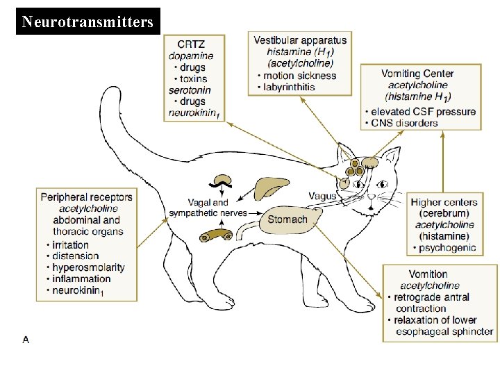 Neurotransmitters 