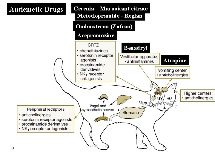 Antiemetic Drugs Cerenia – Maropitant citrate Metoclopramide - Reglan Ondansteron (Zofran) Acepromazine Benadryl Atropine