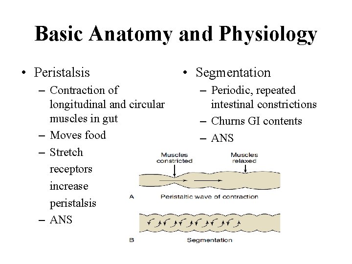 Basic Anatomy and Physiology • Peristalsis – Contraction of longitudinal and circular muscles in