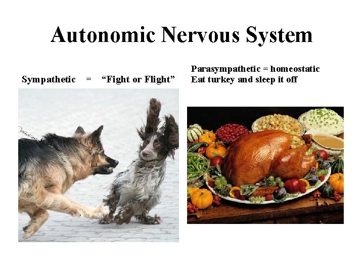 Autonomic Nervous System Sympathetic = “Fight or Flight” Parasympathetic = homeostatic Eat turkey and