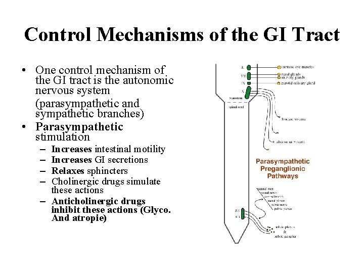 Control Mechanisms of the GI Tract • One control mechanism of the GI tract