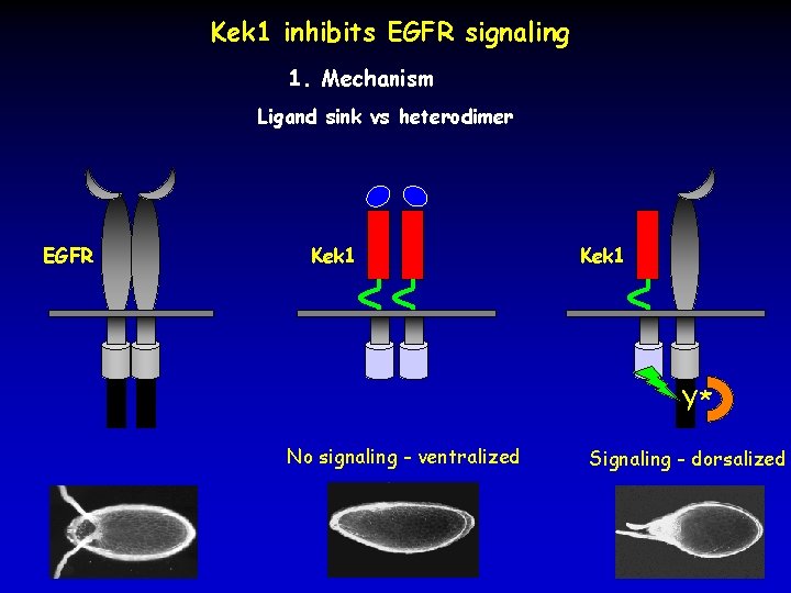 Kek 1 inhibits EGFR signaling 1. Mechanism Ligand sink vs heterodimer EGFR Kek 1