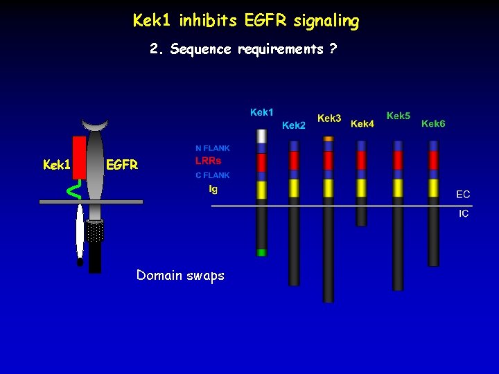 Kek 1 inhibits EGFR signaling 2. Sequence requirements ? Kek 1 EGFR Domain swaps
