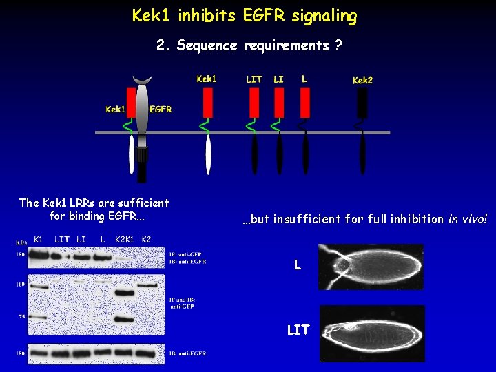 Kek 1 inhibits EGFR signaling 2. Sequence requirements ? The Kek 1 LRRs are