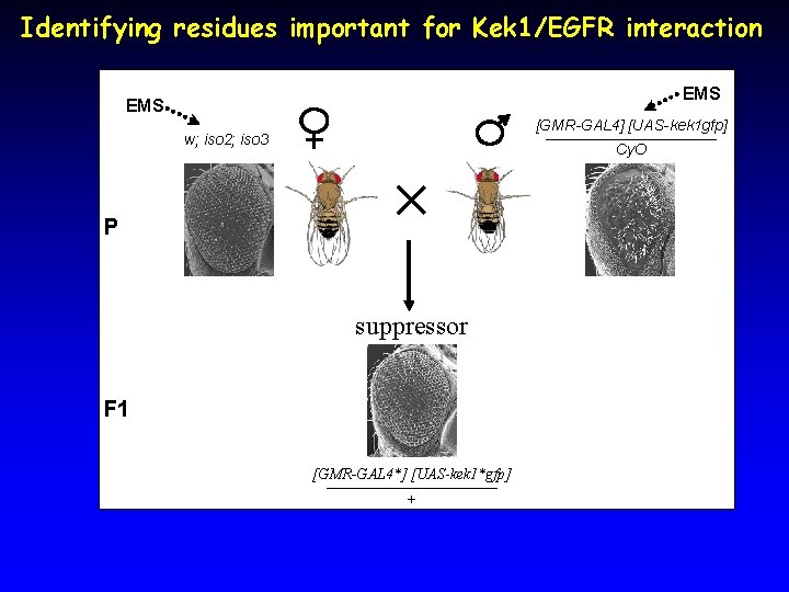 Identifying residues important for Kek 1/EGFR interaction EMS [GMR-GAL 4] [UAS-kek 1 gfp] __________