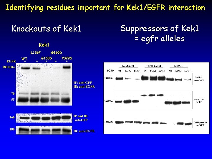 Identifying residues important for Kek 1/EGFR interaction Knockouts of Kek 1 Suppressors of Kek