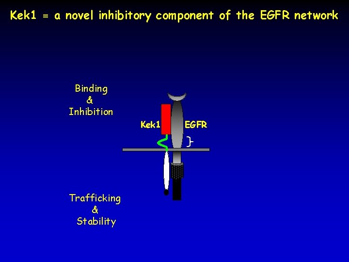 Kek 1 = a novel inhibitory component of the EGFR network Binding & Inhibition