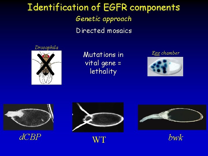 Identification of EGFR components Genetic approach Directed mosaics X Drosophila d. CBP Mutations in