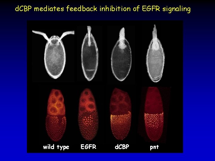d. CBP mediates feedback inhibition of EGFR signaling wild type EGFR d. CBP pnt