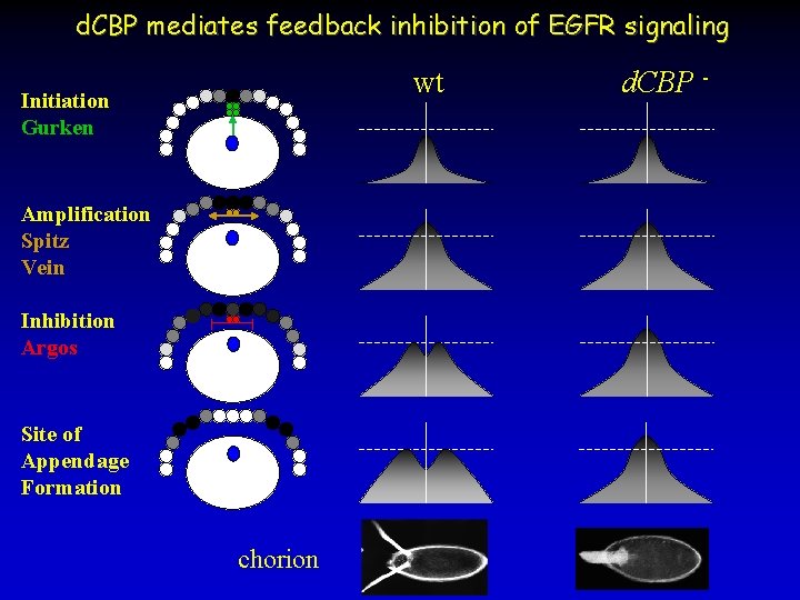 d. CBP mediates feedback inhibition of EGFR signaling wt Initiation Gurken Amplification Spitz Vein