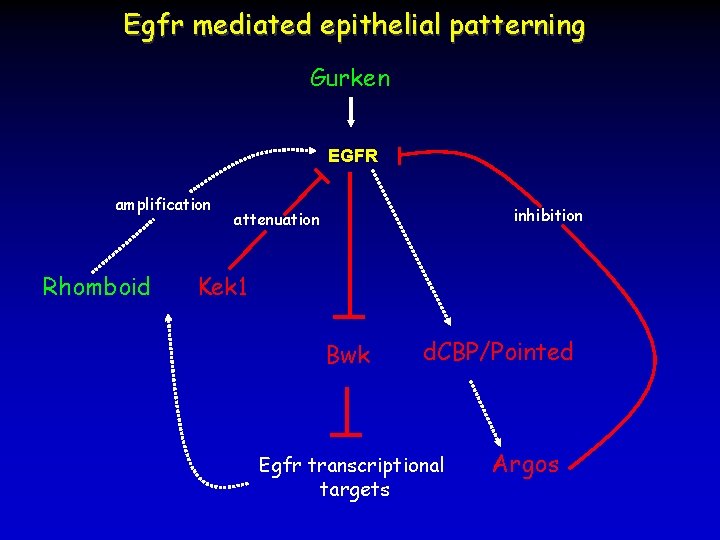 Egfr mediated epithelial patterning Gurken EGFR amplification Rhomboid inhibition attenuation Kek 1 Bwk d.