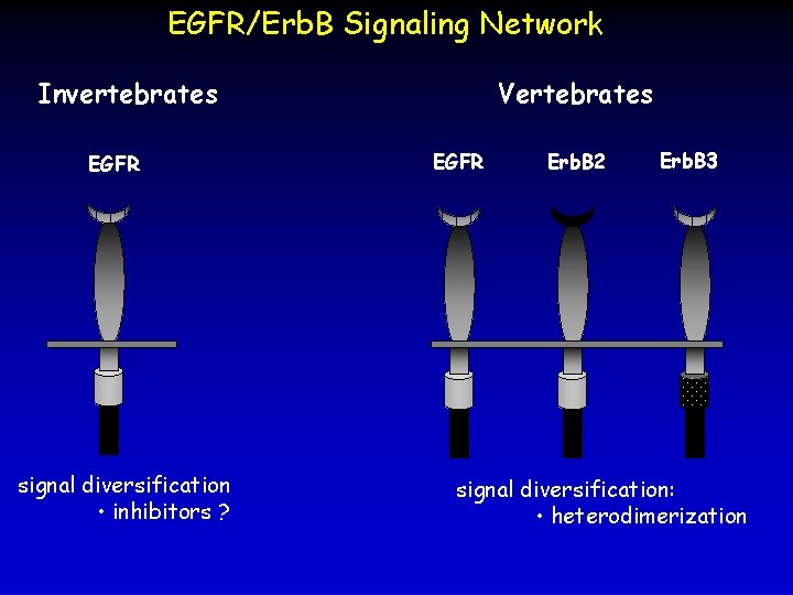 EGFR/Erb. B Signaling Network Invertebrates EGFR signal diversification • inhibitors ? Vertebrates EGFR Erb.