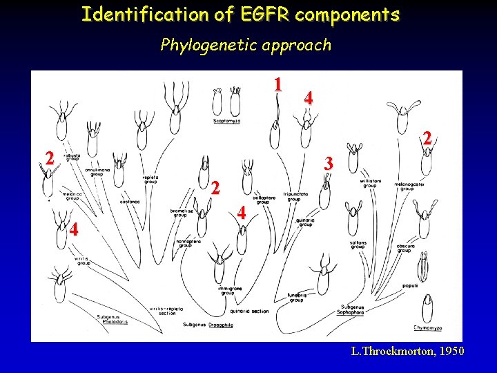 Identification of EGFR components Phylogenetic approach 1 4 2 2 3 2 4 4