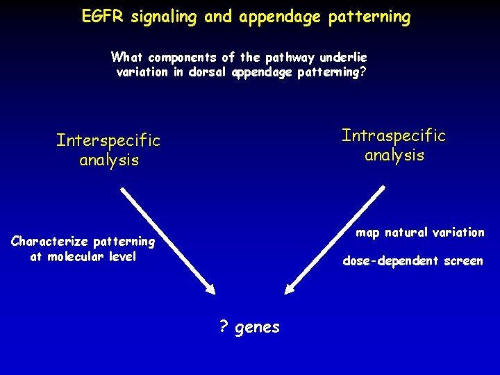 EGFR signaling and appendage patterning What components of the pathway underlie variation in dorsal