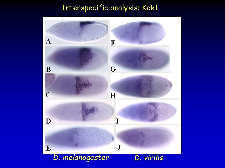 Interspecific analysis: Kek 1 A F B G C H D I E J