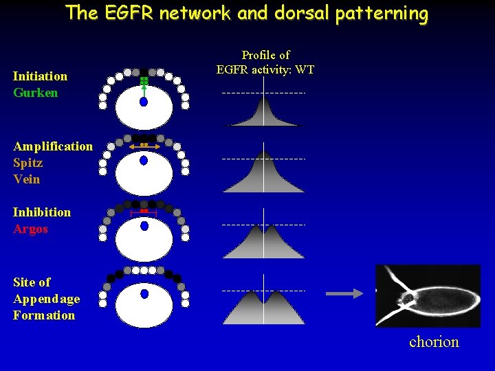 The EGFR network and dorsal patterning Initiation Gurken Profile of EGFR activity: WT Amplification