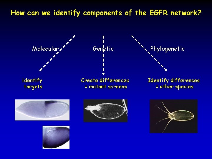 How can we identify components of the EGFR network? Molecular identify targets Genetic Create