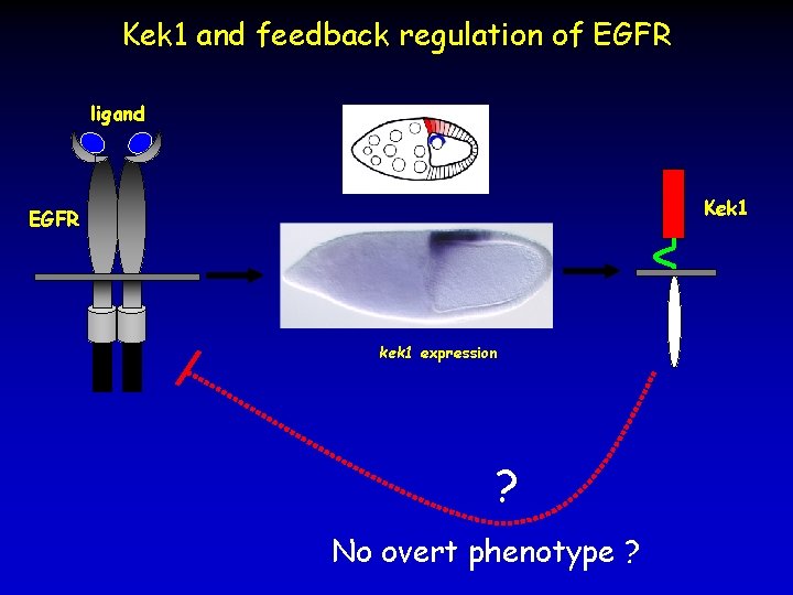 Kek 1 and feedback regulation of EGFR ligand Kek 1 EGFR kek 1 expression