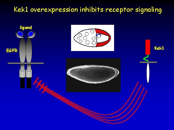 Kek 1 overexpression inhibits receptor signaling ligand EGFR Kek 1 