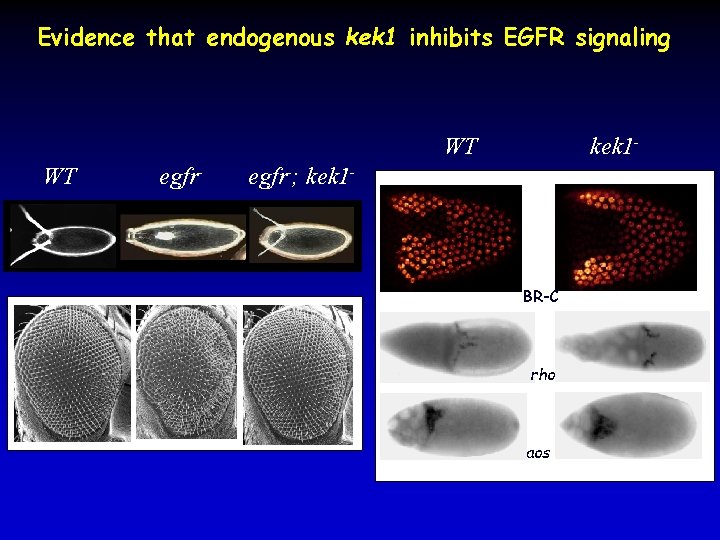 Evidence that endogenous kek 1 inhibits EGFR signaling WT WT egfr- kek 1 -