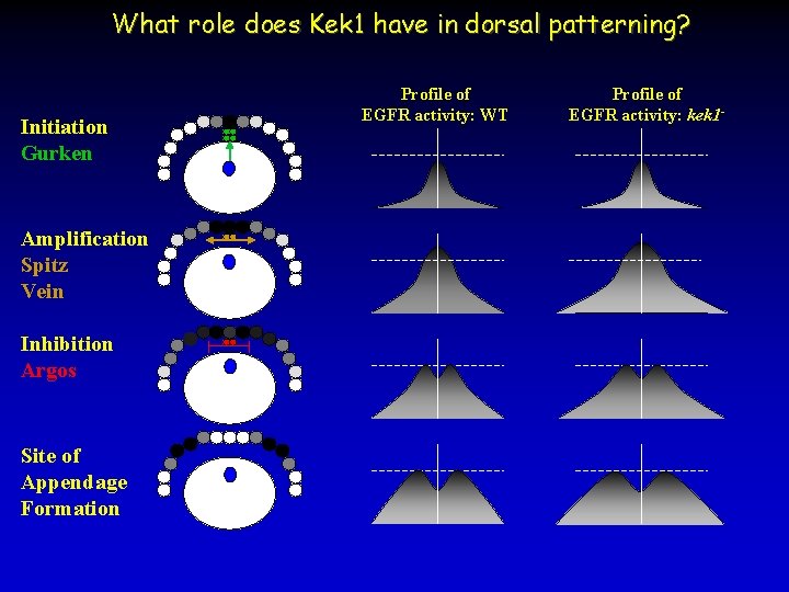 What role does Kek 1 have in dorsal patterning? Initiation Gurken Amplification Spitz Vein