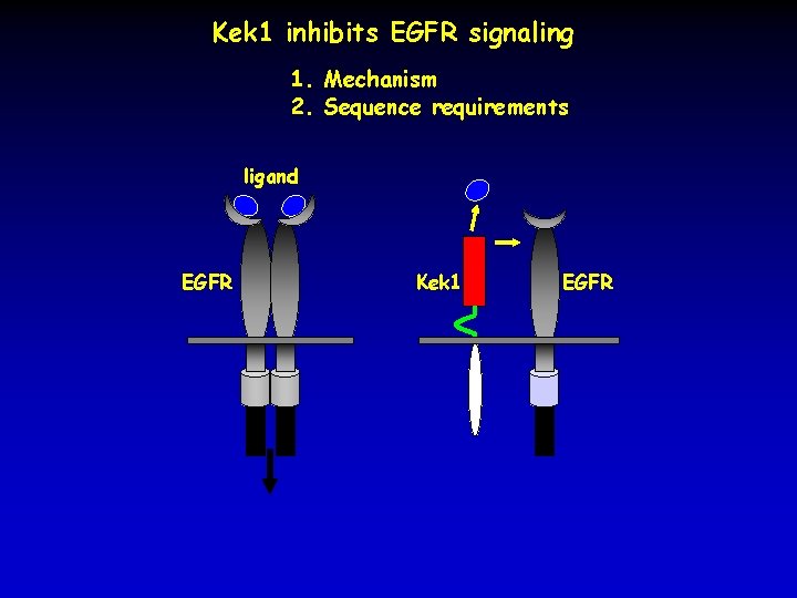 Kek 1 inhibits EGFR signaling 1. Mechanism 2. Sequence requirements ligand EGFR Kek 1