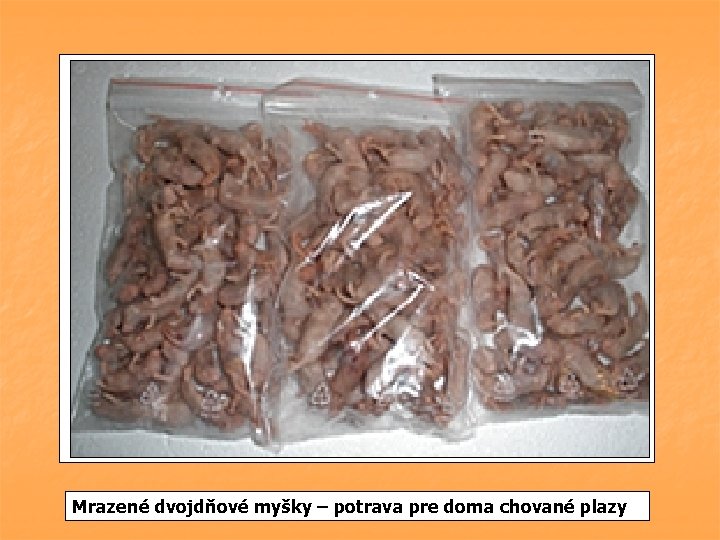 Mrazené dvojdňové myšky – potrava pre doma chované plazy Mrazené dvojdňové myšky – potrava pre doma chované plazy
