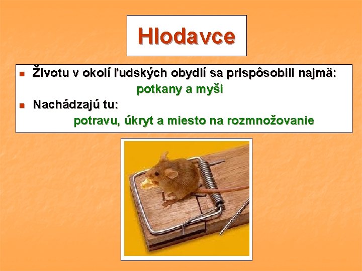 Hlodavce n n Životu v okolí ľudských obydlí sa prispôsobili najmä: potkany a myši Hlodavce n n Životu v okolí ľudských obydlí sa prispôsobili najmä: potkany a myši