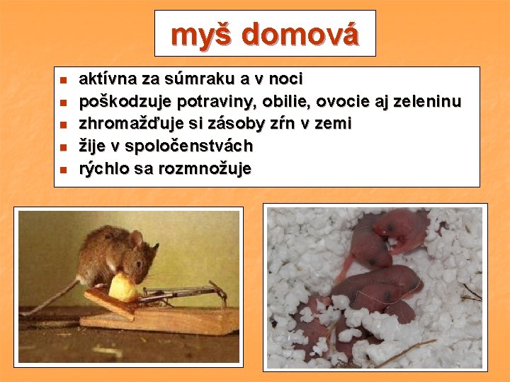 myš domová n n n aktívna za súmraku a v noci poškodzuje potraviny, obilie, myš domová n n n aktívna za súmraku a v noci poškodzuje potraviny, obilie,