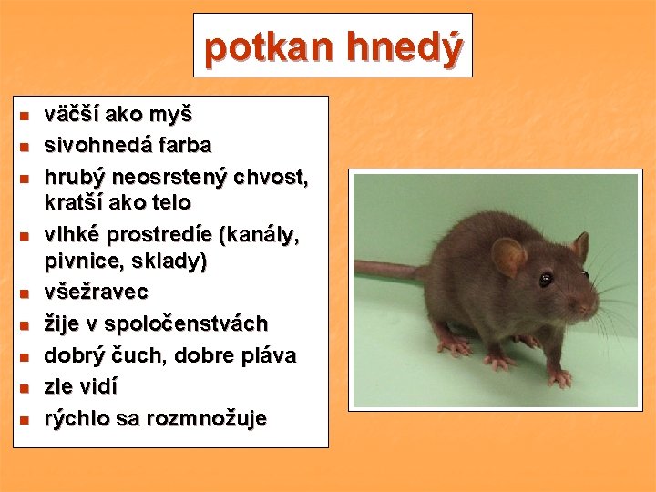 potkan hnedý n n n n n väčší ako myš sivohnedá farba hrubý neosrstený potkan hnedý n n n n n väčší ako myš sivohnedá farba hrubý neosrstený