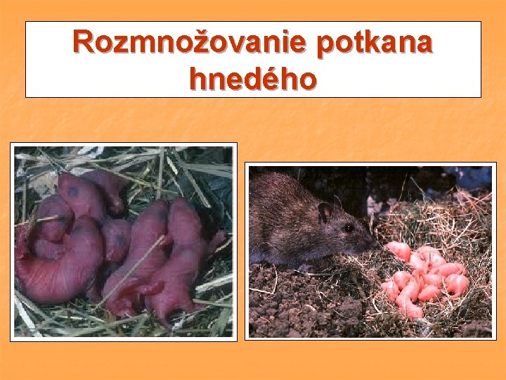 Rozmnožovanie potkana hnedého Rozmnožovanie potkana hnedého